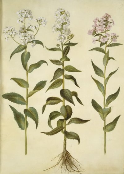 Hesperis matronalis (宵の明星) 作： Hans Simon Holtzbecker