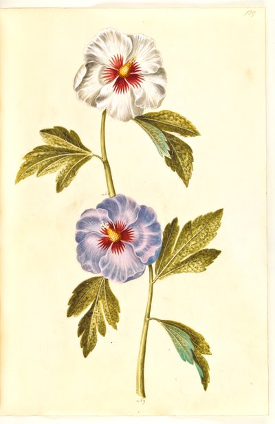 Hibiscus syriacus (シリアン ローズ) 作： Hans Simon Holtzbecker