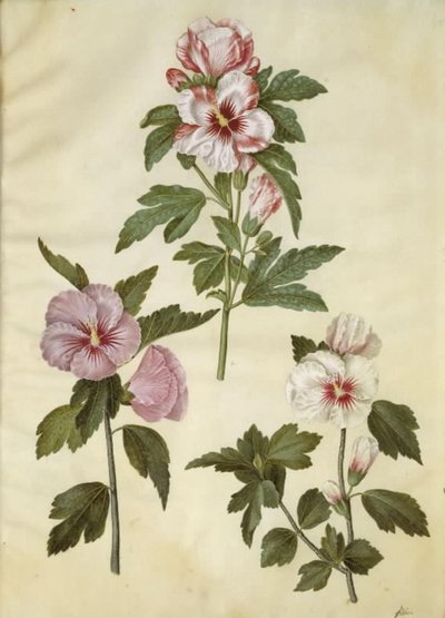 Hibiscus syriacus (シリアン ローズ) 作： Hans Simon Holtzbecker