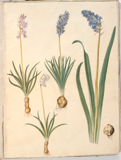 Hyacinthoides non-scripta (一般的なキキョウ); Hyacinthoides hispanica (スペイン桔梗) 作： Hans Simon Holtzbecker