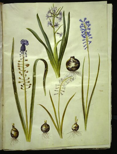 オリエンタル ヒヤシンス (almindelig hyacint); Muscari comosum (duskhyacint); Brimeura amethystina (ピレネイスクブルー) 作： Hans Simon Holtzbecker