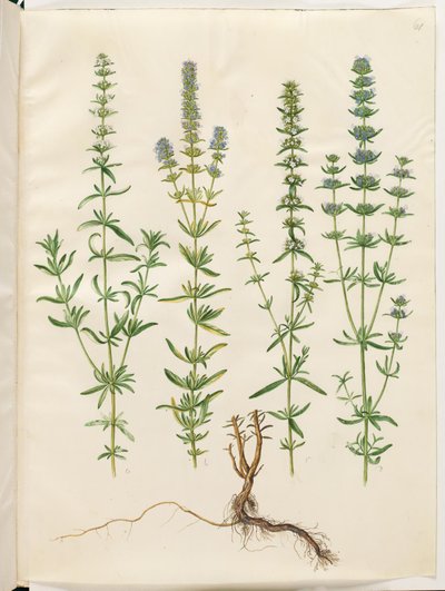 Hyssopus officinalis (真のヒソップ) 作： Hans Simon Holtzbecker