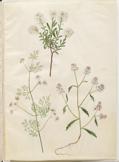 Iberis sempervirens (雪枕); Coriandrum sativum (一般的なコリアンダー); Iberis amara (苦い弓の花) 作： Hans Simon Holtzbecker