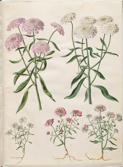 Iberis umbellata (スクリーンボウフラワー); Iberis amara (苦い弓の花) 作： Hans Simon Holtzbecker