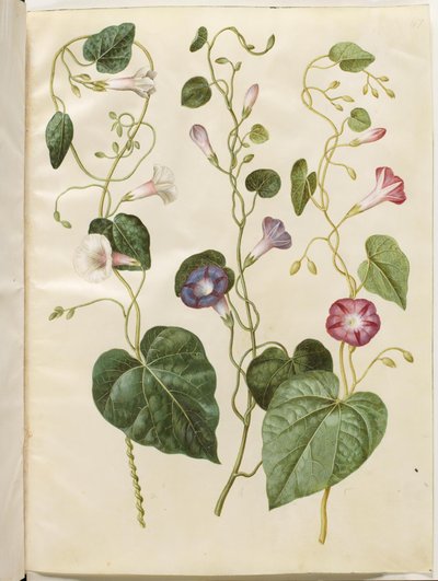 Ipomoea purpurea (purpur-pragtsnerle) 作： Hans Simon Holtzbecker