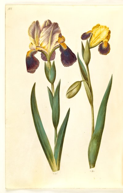 アイリス×ゲルマニカまたはアイリス×サンブチーナ（庭のアイリスまたは棚のアイリス）; Iris variegata (多彩なアイリス) 作： Hans Simon Holtzbecker
