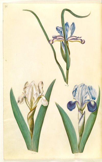 アイリス・グラミネア（アイリス・アイリス）; Iris lutescens または Iris pumila (?) (小人アイリスまたは低アイリス) 作： Hans Simon Holtzbecker