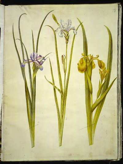 アイリス草 (græsbladet アイリス); シベリアアイリス (シビリスクアイリス); アイリス・シューダコルス 作： Hans Simon Holtzbecker