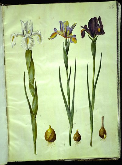 アイリス・ラティフォリア（イングリッシュ・アイリス）; Iris xiphium (スペインアイリス) 作： Hans Simon Holtzbecker
