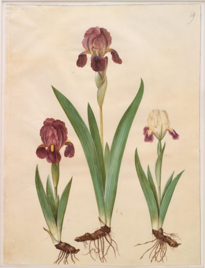 アイリス×ルリダ（iris-hybrid） 作： Hans Simon Holtzbecker