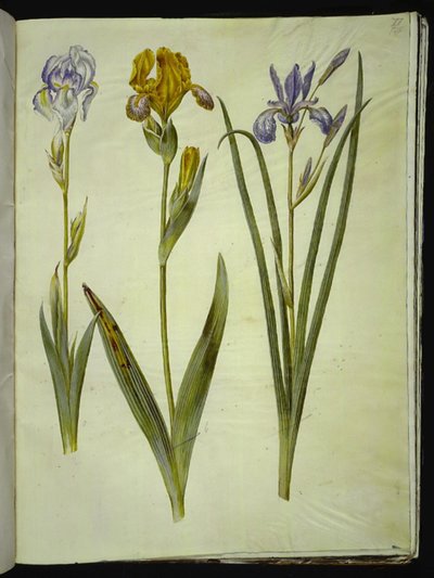 淡いアイリス（ブレグアイリス）; 多彩なアイリス (broget アイリス); シベリアアイリス 作： Hans Simon Holtzbecker