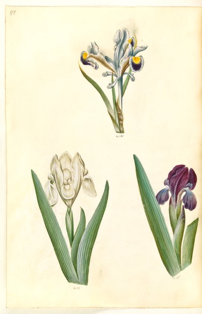 Iris persica (ペルシャ アイリス); Iris lutescens または Iris pumila (?) (小人アイリスまたは低アイリス) 作： Hans Simon Holtzbecker