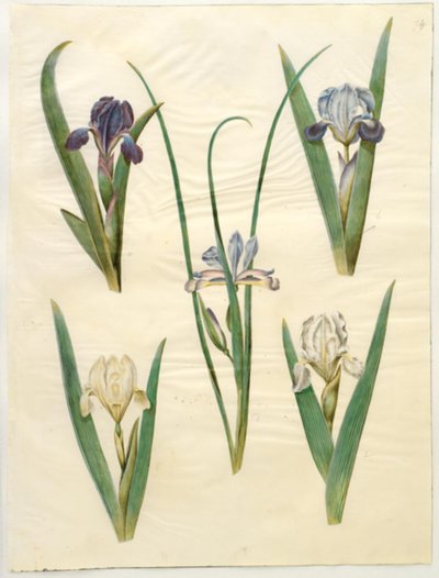 Iris pumila (低虹彩) または Iris lutescens (小人虹彩); アイリスグラミネア（グラスリーフアイリス） 作： Hans Simon Holtzbecker