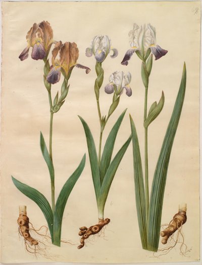 アイリス×サンブチーナ（棚菖蒲）; アイリス×アメーナ（アイリスハイブリッド） 作： Hans Simon Holtzbecker
