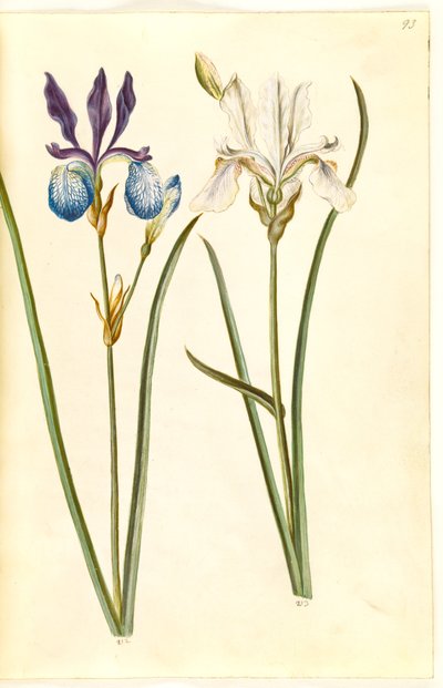 Iris sibirica (sibirisk アイリス) 作： Hans Simon Holtzbecker