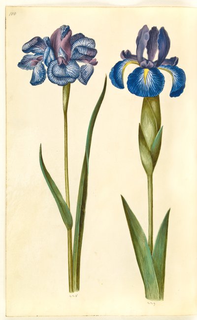 Iris sibirica (シベリア アイリス); アイリス・ラティフォリア（イングリッシュ・アイリス） 作： Hans Simon Holtzbecker