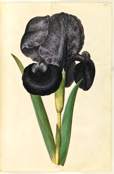 Iris susiana (喪アイリス) 作： Hans Simon Holtzbecker