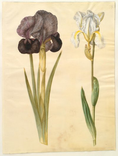 Iris susiana (喪アイリス); アイリス×フロレンティーナ（スミレの根） 作： Hans Simon Holtzbecker