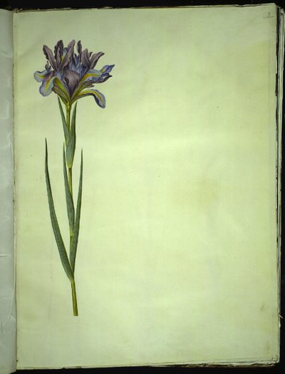 Iris xiphium (スペインのアイリス) 作： Hans Simon Holtzbecker