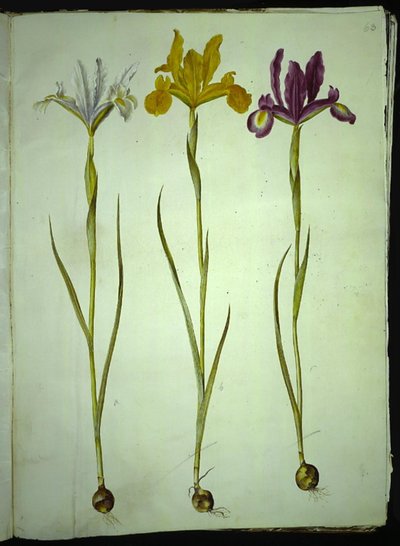 Iris xiphium (スペインのアイリス) 作： Hans Simon Holtzbecker
