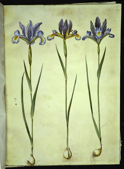 Iris xiphium (スペインアイリス) 作： Hans Simon Holtzbecker