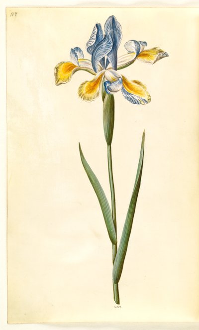 Iris xiphium (スペインのアイリス) 作： Hans Simon Holtzbecker