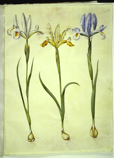 Iris xiphium (スペインの虹彩) または Iris latifolia (英語の虹彩); Iris xiphium (スペインのアイリス) 作： Hans Simon Holtzbecker
