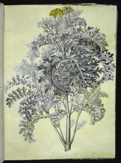 Jacobaea maritima (gråblad) 作： Hans Simon Holtzbecker