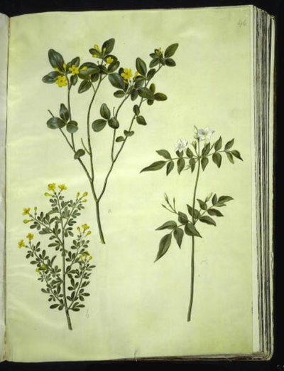 Jasminumodoratissimus（stue-jasmin）; ジャスミン ブッシュ (バスク ジャスミン); Jasminum grandiflorum (duft-jasmin) 作： Hans Simon Holtzbecker