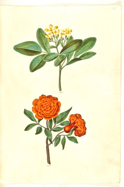 Jasminumodoratissimus（stue-jasmin）; プニカ ガーネット (granatæble) 作： Hans Simon Holtzbecker