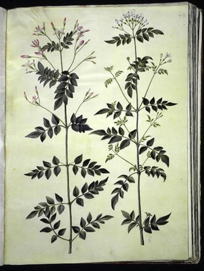 Jasminum officinale (ジャスミン) 作： Hans Simon Holtzbecker