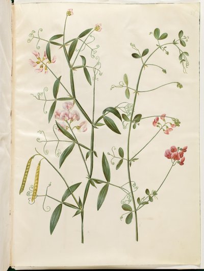 Lathyrus sylvestris (森の平らなさや); Lathyrus tuberosus (塊茎の平らなさや) 作： Hans Simon Holtzbecker