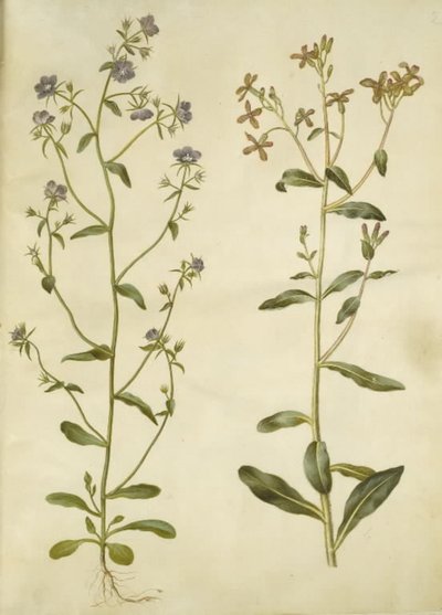 Legousia Venus-mirror (ægte venuspejl); 悲しいヘスペリス (natviol) 作： Hans Simon Holtzbecker