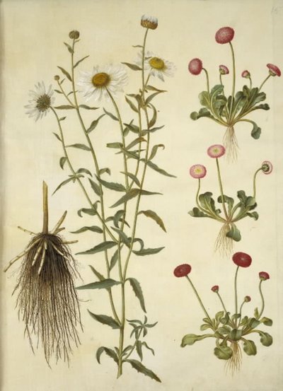 Leucanthemum vulgare (白い雄牛の目); Bellis perennis (ヒナギク) 作： Hans Simon Holtzbecker
