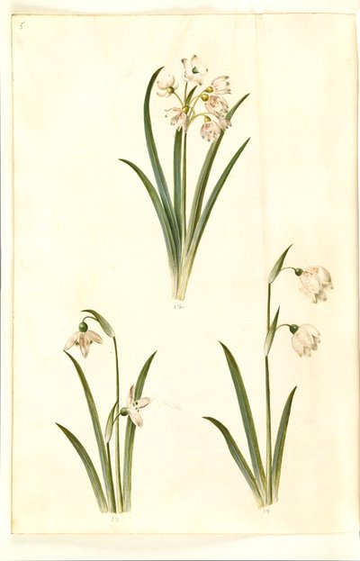 Leucojum aestivum (夏の梅); Galanthus nivalis (一般的なスノー ドロップ); Leucojum vernum (ドロテア ユリ) 作： Hans Simon Holtzbecker