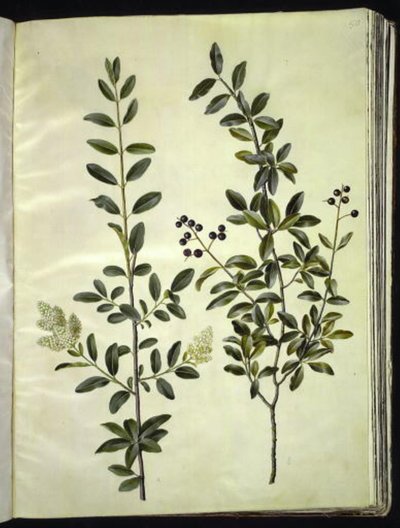 Ligustrum vulgare (一般的なイボ科) 作： Hans Simon Holtzbecker