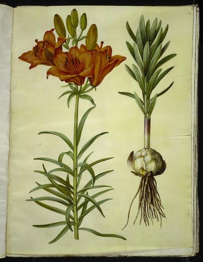 Lirium bulbiferum (火のユリ) 作： Hans Simon Holtzbecker