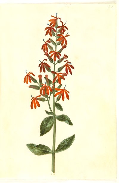 Lobelia cardinalis (枢機卿ロベリー) 作： Hans Simon Holtzbecker
