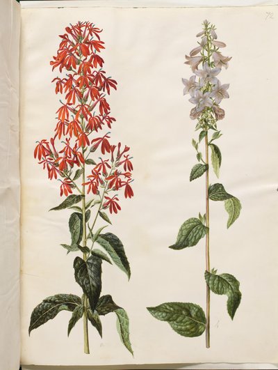 Lobelia cardinalis (枢機卿ロベリア); Campanula latifolia (カンパニュラ・ラティフォリア) 作： Hans Simon Holtzbecker