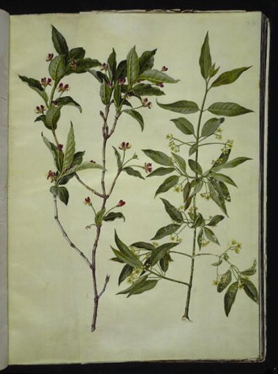 Lonicera alpigena (高山ヤギの葉); Euonymus europaeus (コモンボーンウッド) 作： Hans Simon Holtzbecker