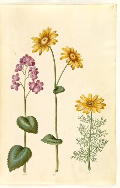 月の年次 (judaspenge); Doronicum pardalianches (hjertebladet gemserod); Vernal Adonis (vår-adonis) 作： Hans Simon Holtzbecker