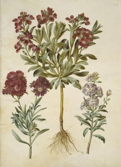 Matthiola incana (vinter-levkøj) 作： Hans Simon Holtzbecker