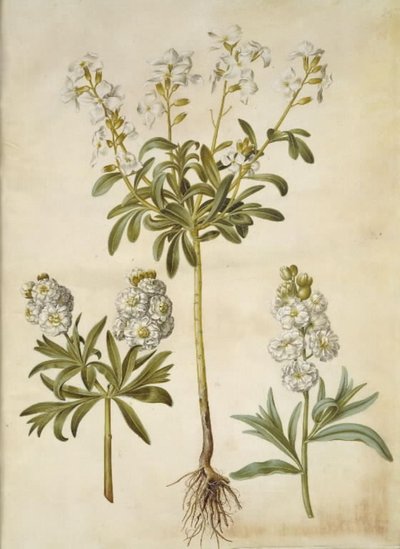 Matthiola incana (vinter-levkøj) 作： Hans Simon Holtzbecker