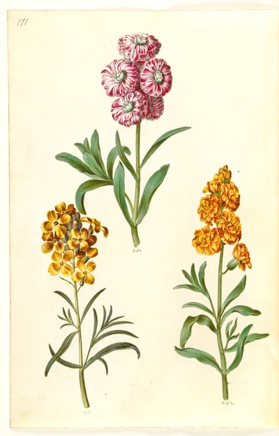 Matthiola incana (冬のカウバード); Erysimum cheiri (ゴールデン) 作： Hans Simon Holtzbecker