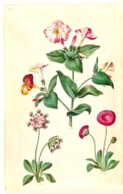 Mirabilis jalapa (奇跡の花); Bellis perennis (ヒナギク) 作： Hans Simon Holtzbecker
