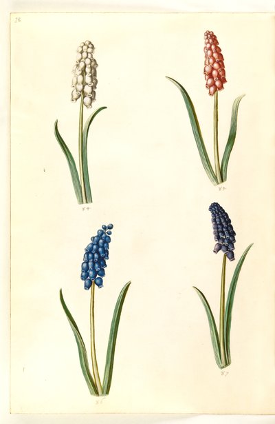 Muscari botryoides (一般的なパール ヒヤシンス) 作： Hans Simon Holtzbecker