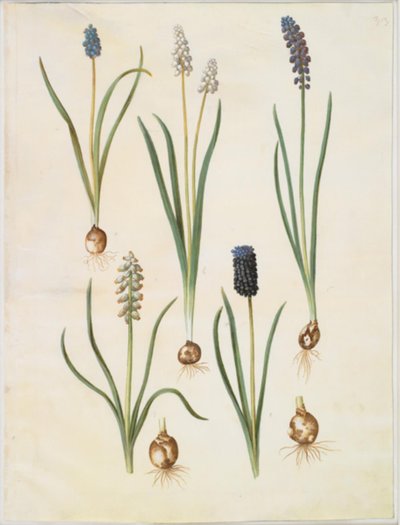Muscari botryoides (almindelig perlehyacint); Muscari racemosum (muskat-perlehyacint); ムスカリを無視 作： Hans Simon Holtzbecker