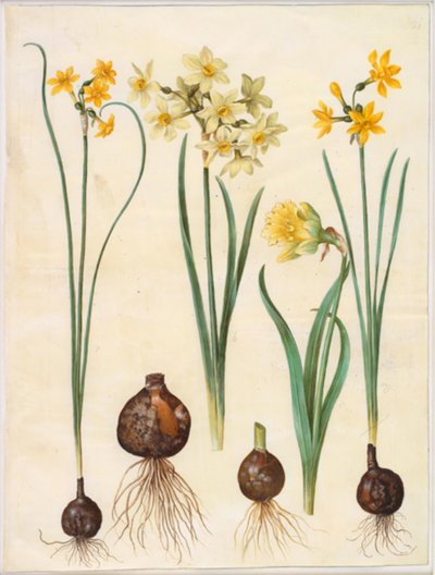 スイセン・ジョンキラ（ラッシュ・スイセン）; Narcissus tazetta aureus (ゴールドタゼット); Narcissus pseudonarcissus bicolor（二色水仙） 作： Hans Simon Holtzbecker