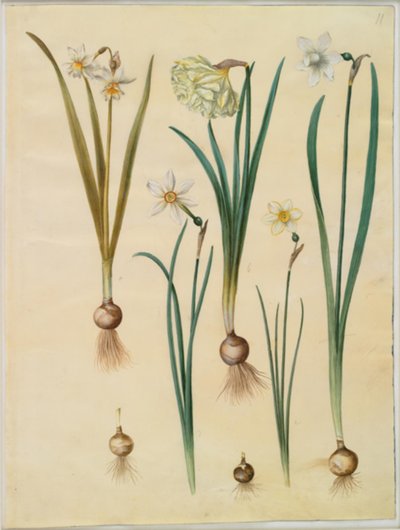 Narcissus ×mediluteus (toblomstret narcissus); 水仙偽水仙; 水仙（水仙）; 詩的な水仙 (pinselilje); 水仙×シンナー 作： Hans Simon Holtzbecker