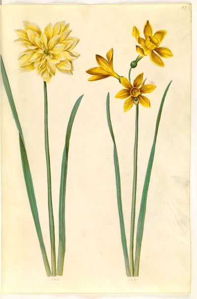 水仙偽水仙（水仙）; Narcissus tazetta aureus (ゴールドタゼット) 作： Hans Simon Holtzbecker